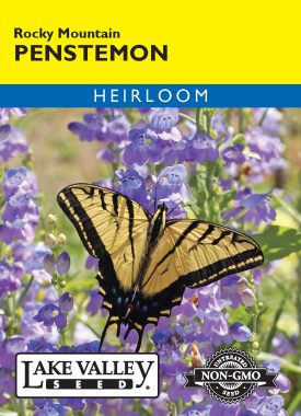 Penstemon Rocky Mountain - Item #32333