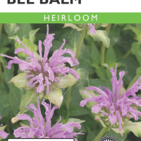 Bee Balm Wild Bergamot- Item #32339