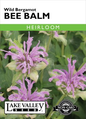 Bee Balm Wild Bergamot- Item #32339