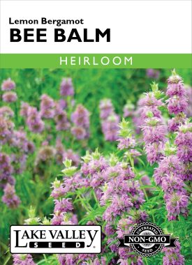 Bee Balm Lemon Bergamot- Item #32341