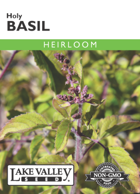 Basil Holy - Item #32342