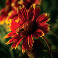 Pollinator