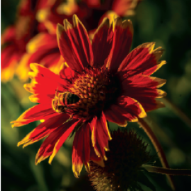 Pollinator