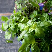 Herbs
