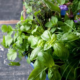 Herbs