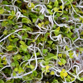 Sprouting Seeds